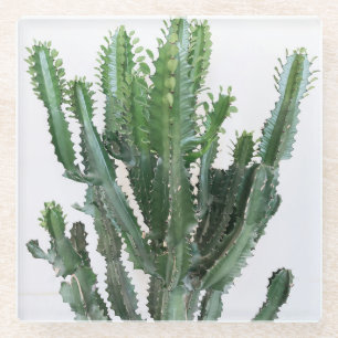 Posavasos De Vidrio Cactus verdes: fondo blanco Minimalista