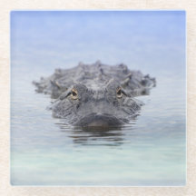 Caimán Americano – Lake Apopka Wildlife Drive