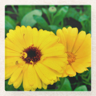 Posavasos De Vidrio Calendula Officinalis
