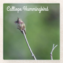 Posavasos De Vidrio Calliope Hummingbird