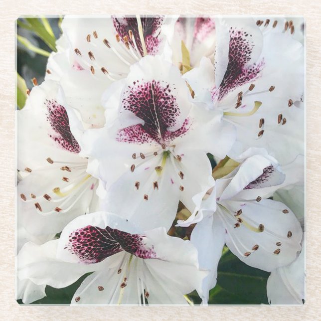 Posavasos De Vidrio Calsap Rhododendros (Anverso)