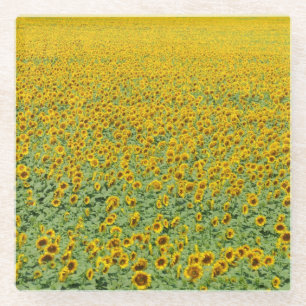 Posavasos De Vidrio Campo amarillo del girasol