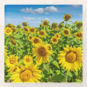 Posavasos De Vidrio Campo de girasoles, día soleado de verano.