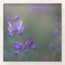 Campo de Lupine