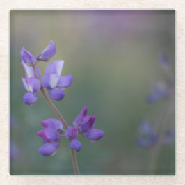 Posavasos De Vidrio Campo de Lupine