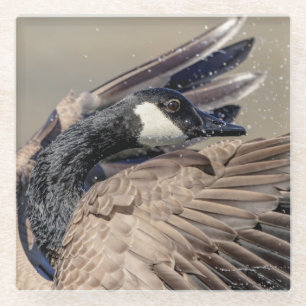 Posavasos De Vidrio Canada Goose