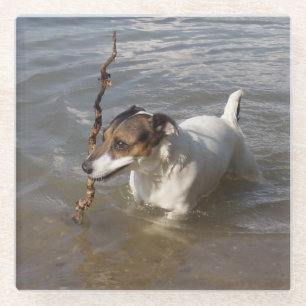Posavasos De Vidrio Capo von Oppenheim Jack Russell Terrier, Perro