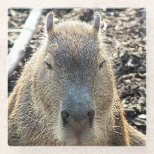 POSAVASOS DE VIDRIO CAPYBARA