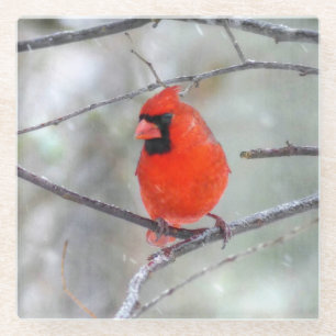 Posavasos De Vidrio Cardenal en la nieve