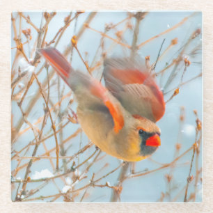 Posavasos De Vidrio Cardenal norte volando - Fotografía original