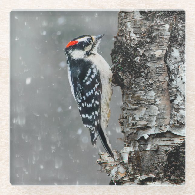 Posavasos De Vidrio Carpintero lechoso en nieve - Fotografía original (Anverso)