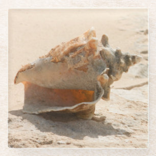 Posavasos De Vidrio Cáscaras del mar en la playa