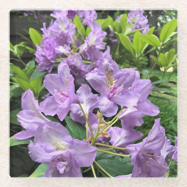 Posavasos De Vidrio Catawbiense Boursault Rhododendrons, Oregon (Anverso)