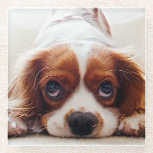 Posavasos De Vidrio Cavalier King Charles Spaniel (Anverso)