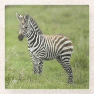 Posavasos De Vidrio Cebra joven en el llano de Serengeti