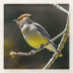 Posavasos De Vidrio Cedar Waxwing Songbird Foto original de ave silves