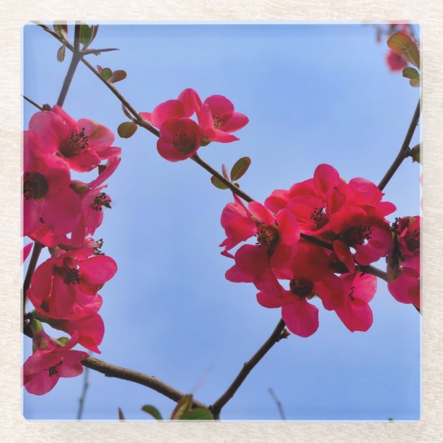 Posavasos De Vidrio Chaenomeles speciosa (Anverso)