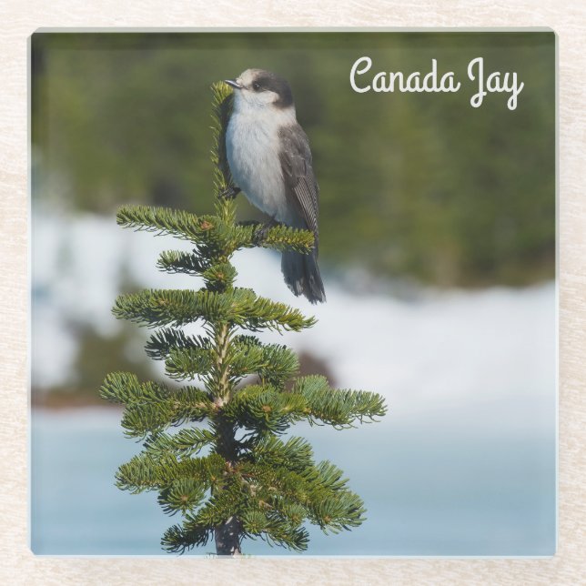 Posavasos De Vidrio charrán de Canadá (Anverso)
