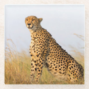 Posavasos De Vidrio Cheetah