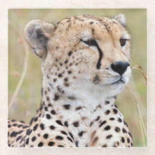 Posavasos De Vidrio Cheetah