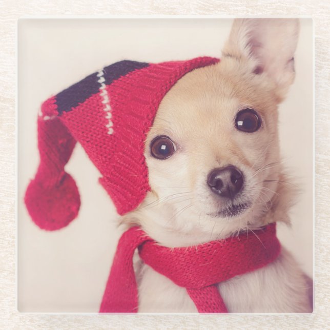 Posavasos De Vidrio Chihuahua en casquillo del invierno (Anverso)