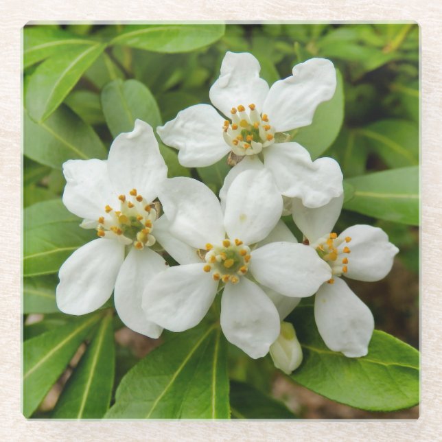 Posavasos De Vidrio Choisya Ternata (Anverso)