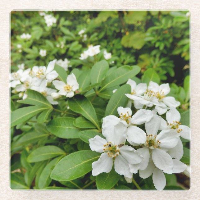 Posavasos De Vidrio Choisya Ternata (Anverso)