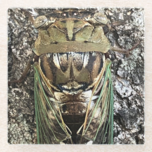 Posavasos De Vidrio Cicada