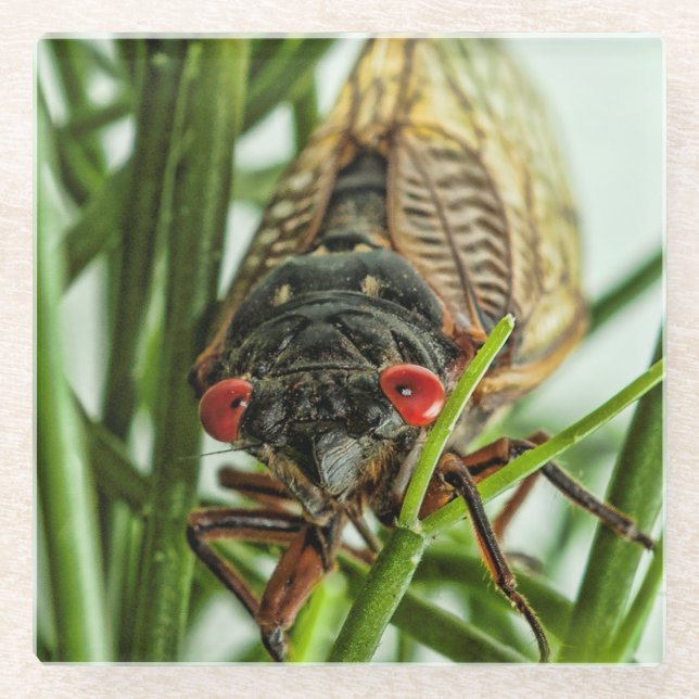 Posavasos De Vidrio Cicada Periódica Imagen Natural De Insectos Grande (Anverso)