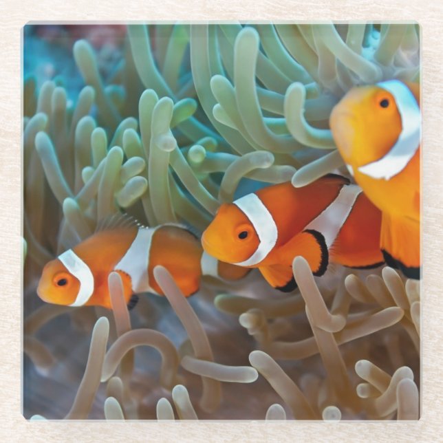 Posavasos De Vidrio Clownfish (Anverso)