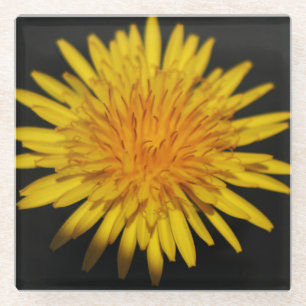 Posavasos De Vidrio Coastercino de las flores de Dandelion