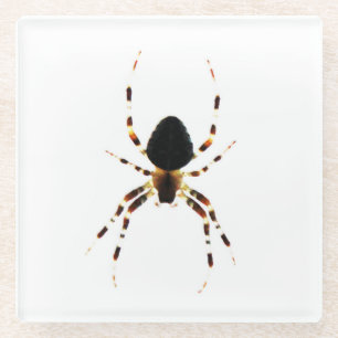 Posavasos De Vidrio Coastercn de araña