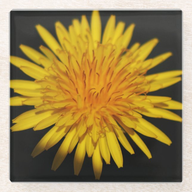 Posavasos De Vidrio Coastercnm de las flores de Dandelion (Anverso)