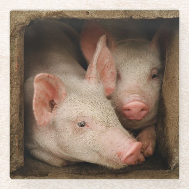 Posavasos De Vidrio Cochinillos curiosos (Anverso)