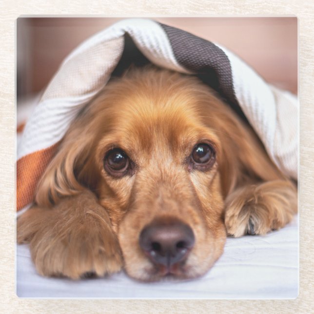 Posavasos De Vidrio Cocker español Perro inglés (Anverso)