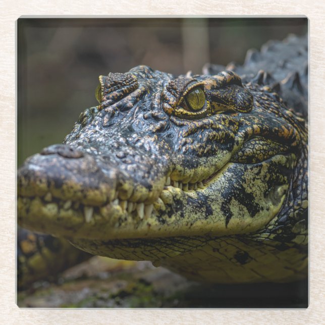 Posavasos De Vidrio cocodrilo (Anverso)