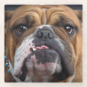 Posavasos De Vidrio Cojín decorativo de Bulldog inglés