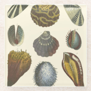 Posavasos De Vidrio Colección de la conquiliología