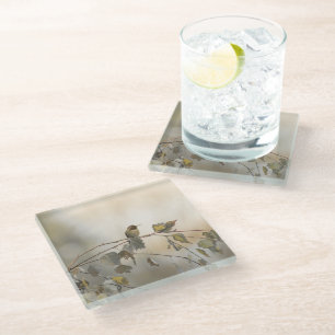 Posavasos De Vidrio Colibrí 5265