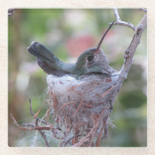Posavasos De Vidrio Colibrí en nido