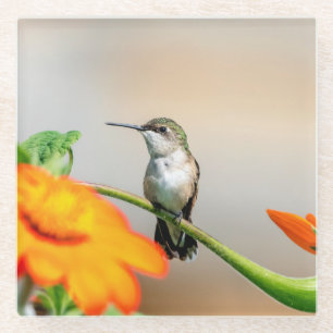 Posavasos De Vidrio Colibrí en una planta floreciente