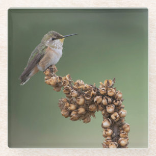 Posavasos De Vidrio Colibrí Naranja pequeño