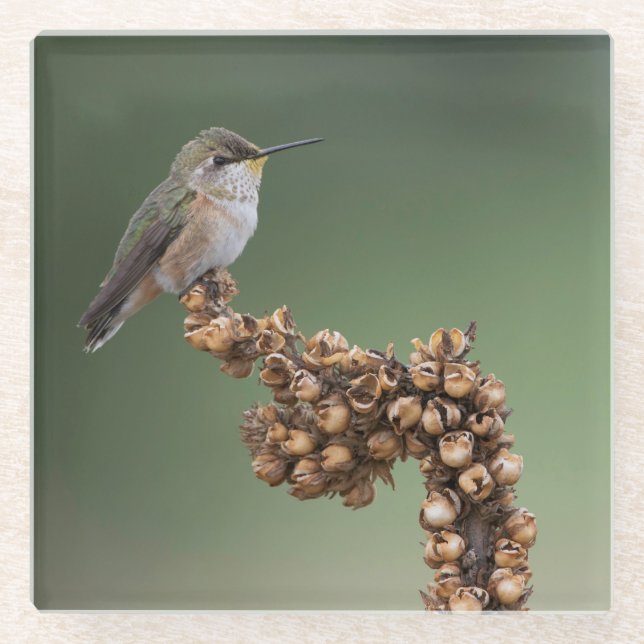 Posavasos De Vidrio Colibrí Naranja pequeño (Anverso)