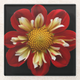 Posavasos De Vidrio Collarette roja Dahlia sobre floral negra