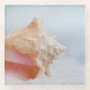 Posavasos De Vidrio Concha Shell el la Florida