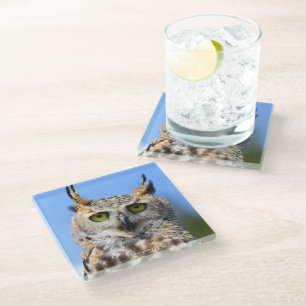 Posavasos De Vidrio Concurso de miradas fijas con un hermoso búho corn