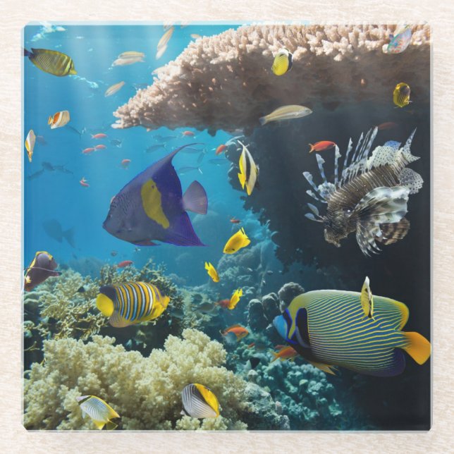 Posavasos De Vidrio Coral y pescados en el Mar Rojo, Egipto (Anverso)