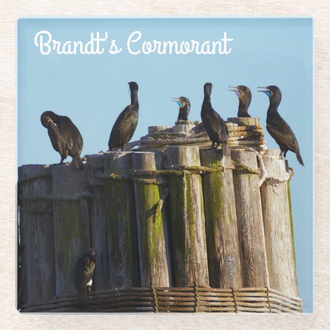 Posavasos De Vidrio Cormorant de Brandt (Anverso)