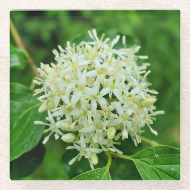 Posavasos De Vidrio Cornus sanguinea (Anverso)