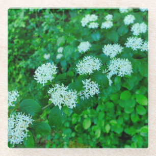 Posavasos De Vidrio Cornus sanguinea